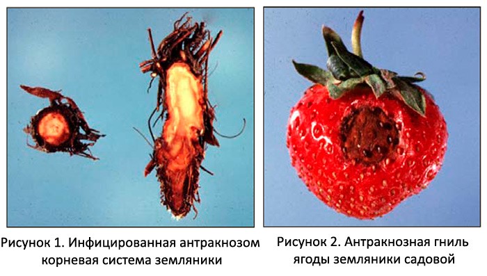 Антракноз клубники фото описание и лечение